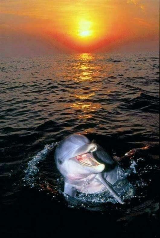 דירות בגרייה Aspra Al Delfino Blu מראה חיצוני תמונה